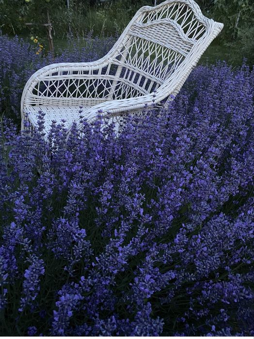 Продам Лаванду садовую