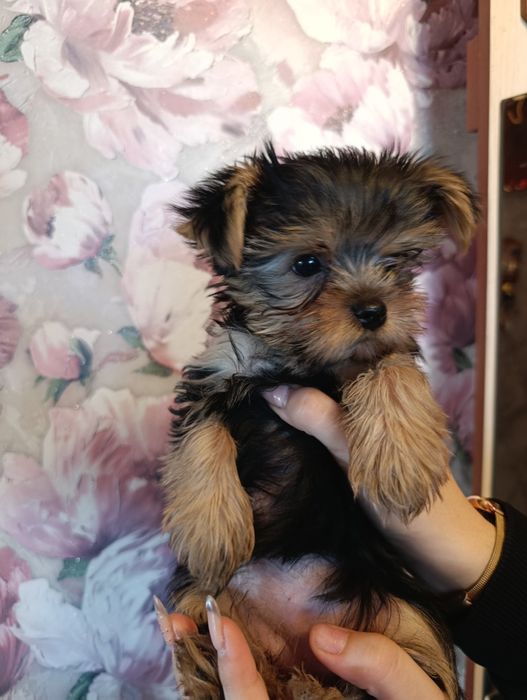 Продам щенка йорика