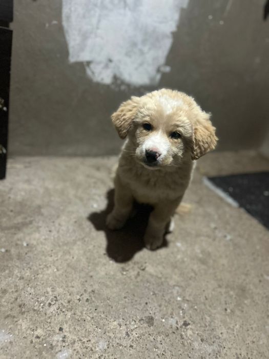 Тобет кушик еркек