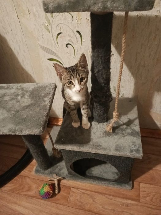 кошечка в добрые руки