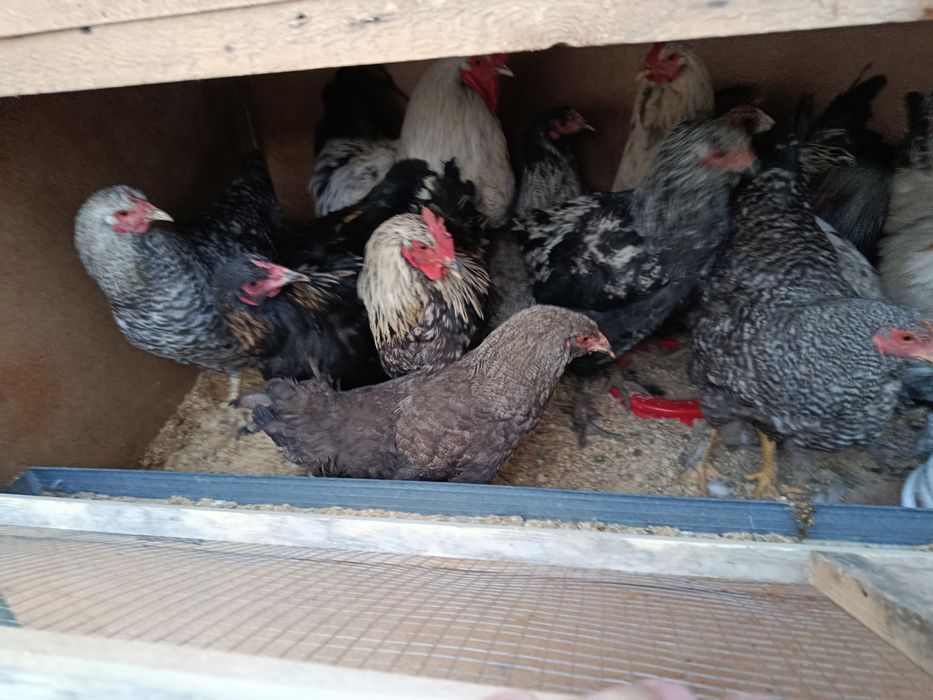 Damashni tovuqla sotladi