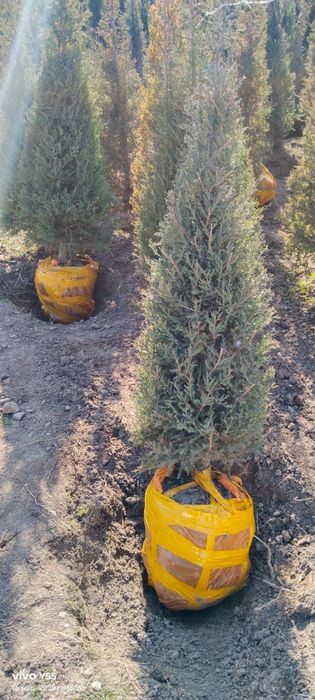 Туя и можжевельник