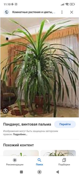 Пандан или винтовая пальма