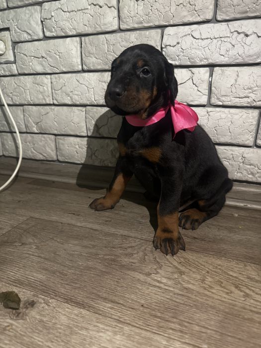 Срочно! Щенки доберма