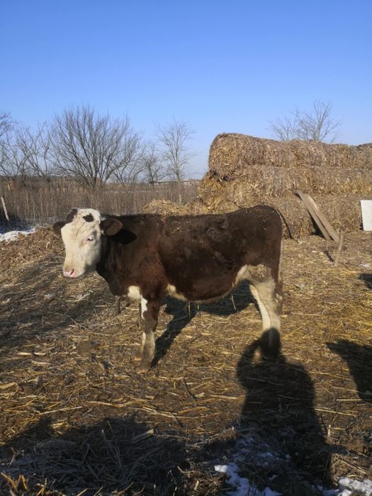 Vând vitei detali la telefon