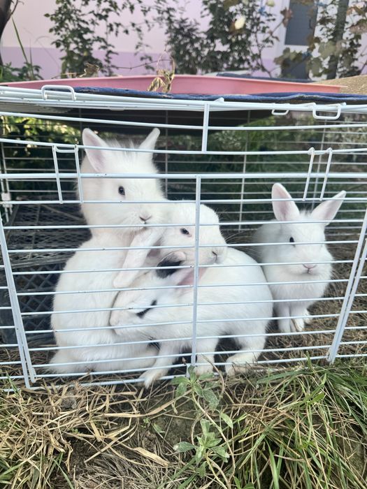 Продаются карликовые кролики / Karlik quyon Sotiladi