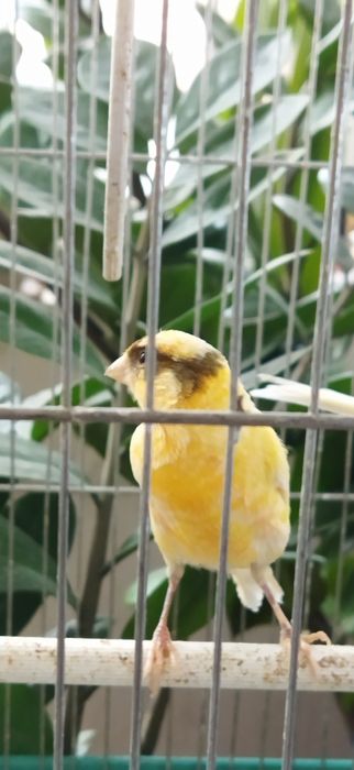 Канарейки Самки 1 год 2 месяца