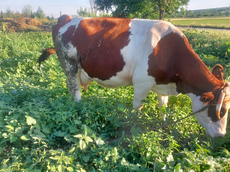 Vând vaca baltata românească
