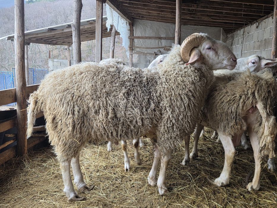 Продавам Коч Асаф