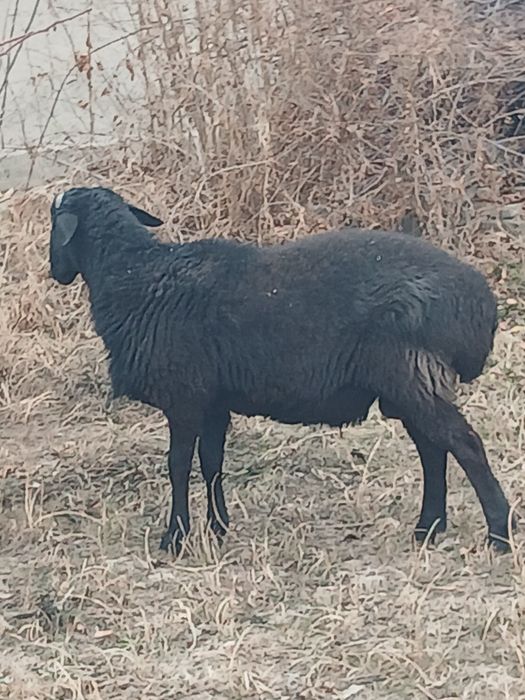 Куй.казоки кучкор.