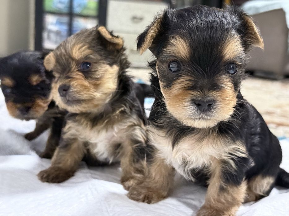 Йоркширски териер – бебета