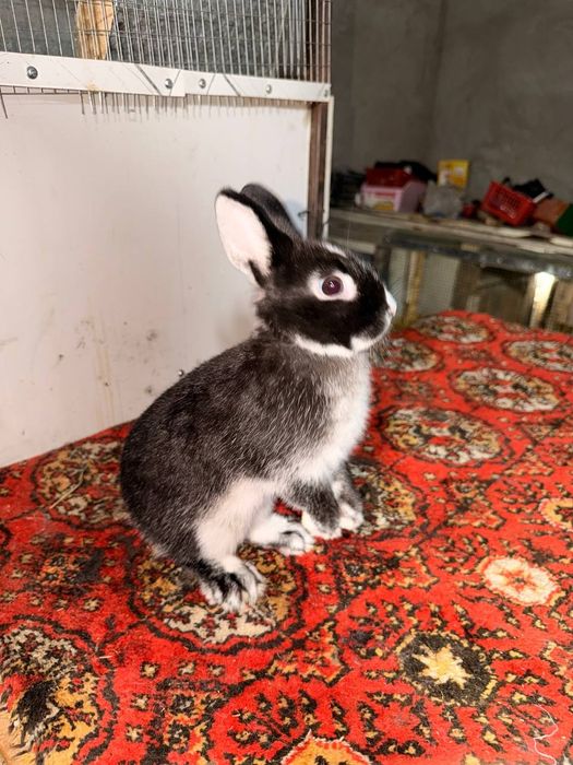Karlik Belliy Ogniyonniy