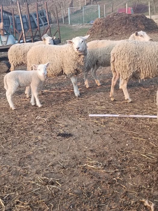 Berbeci  texel de vânzare