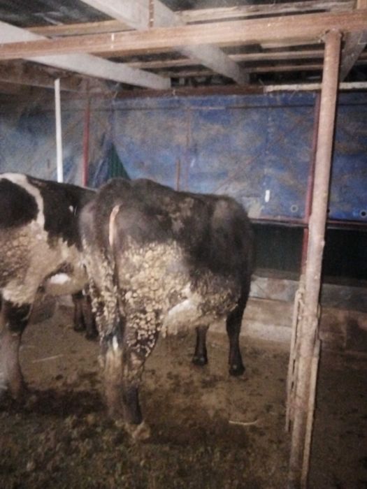 Продам тёлок стоят на откорме