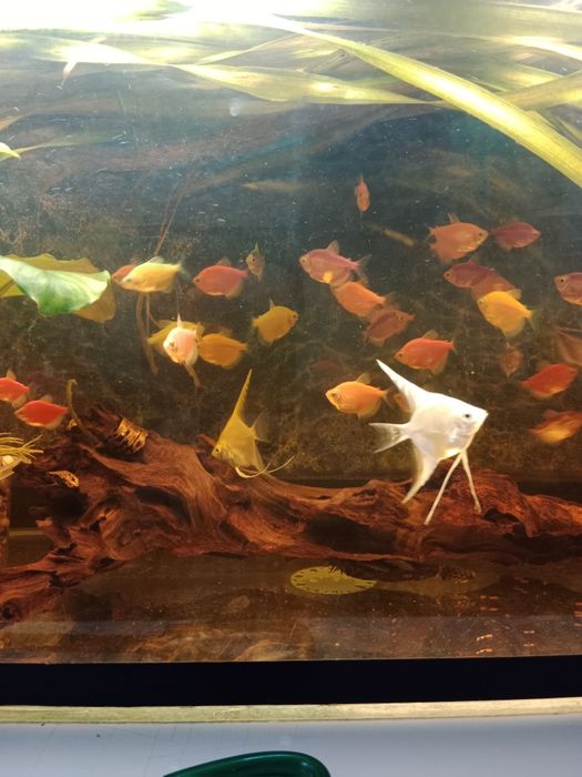 Тернеция гло фиш