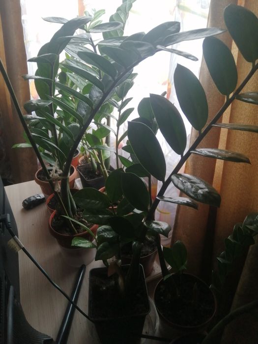 Цветок замиокулькас