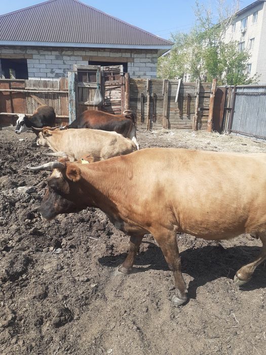 Сиырлар сатылады