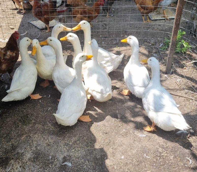 Vând rățoi rasă Pekin cu greutatea minimă de 4.2kg.