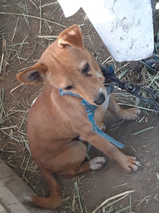 Продам скобель для охраны дома