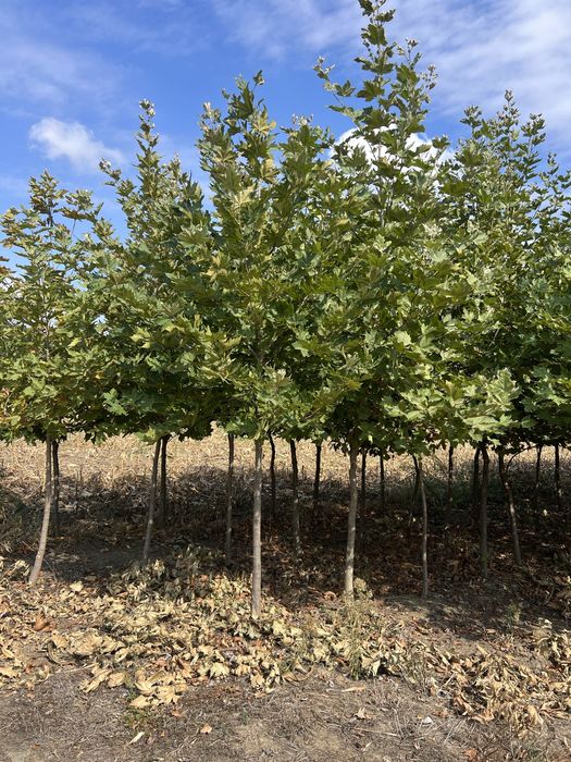 Platan englezesc 2m - 5m pret minim calitate garantata