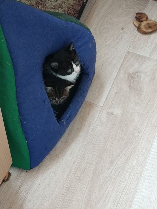 Котёнок черно белый