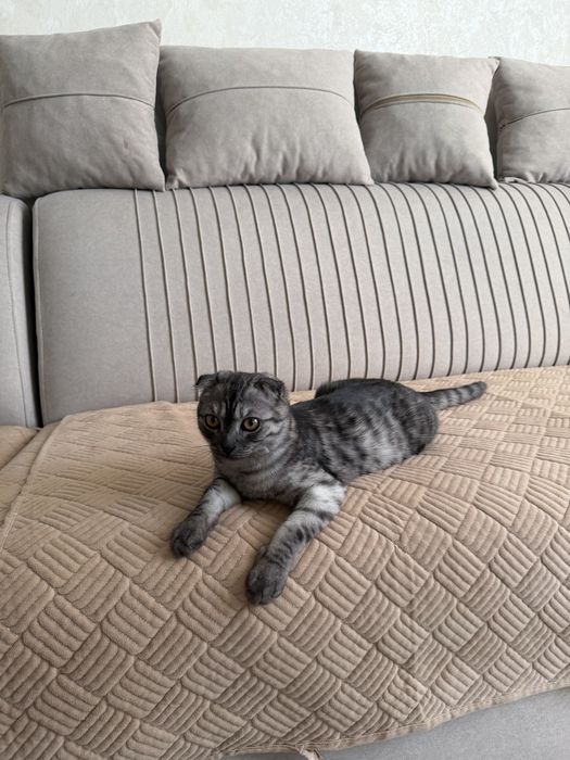 продам шотладского котенка