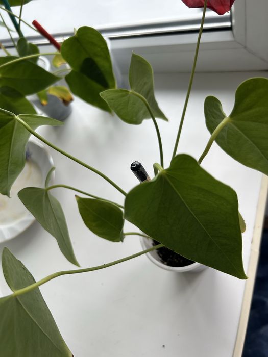 Продам комнатные цветы