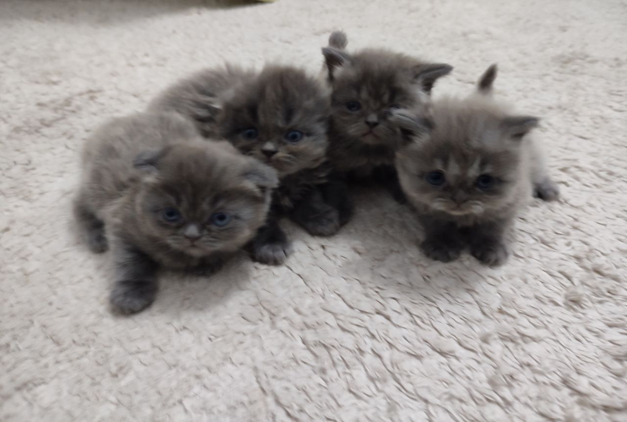 Вислоухие котята 2 недели