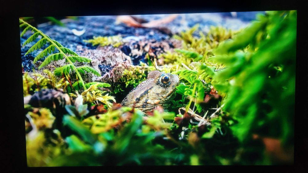 Идеальный 4K Smart TV TCL 43" (Google TV)