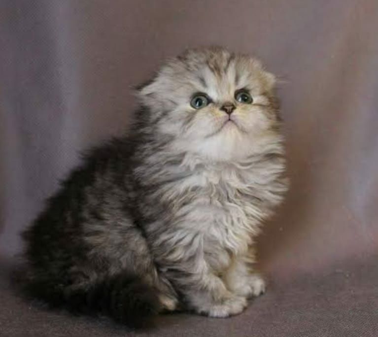 Шикарные котята Хайленд фолд