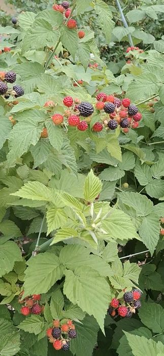 Саженцы чёрной малины