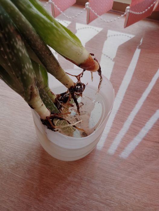 Алоэ молодой недорого.