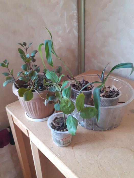 Обмен предлагайте