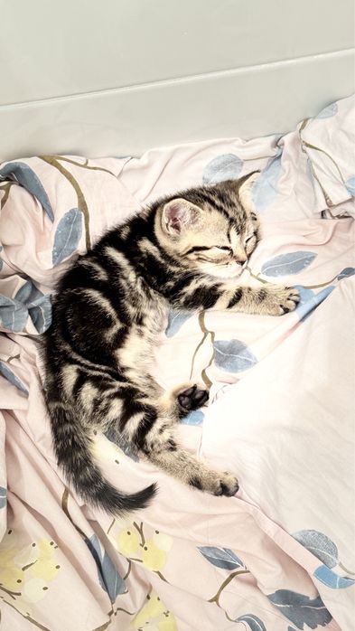Шотландскийе котята