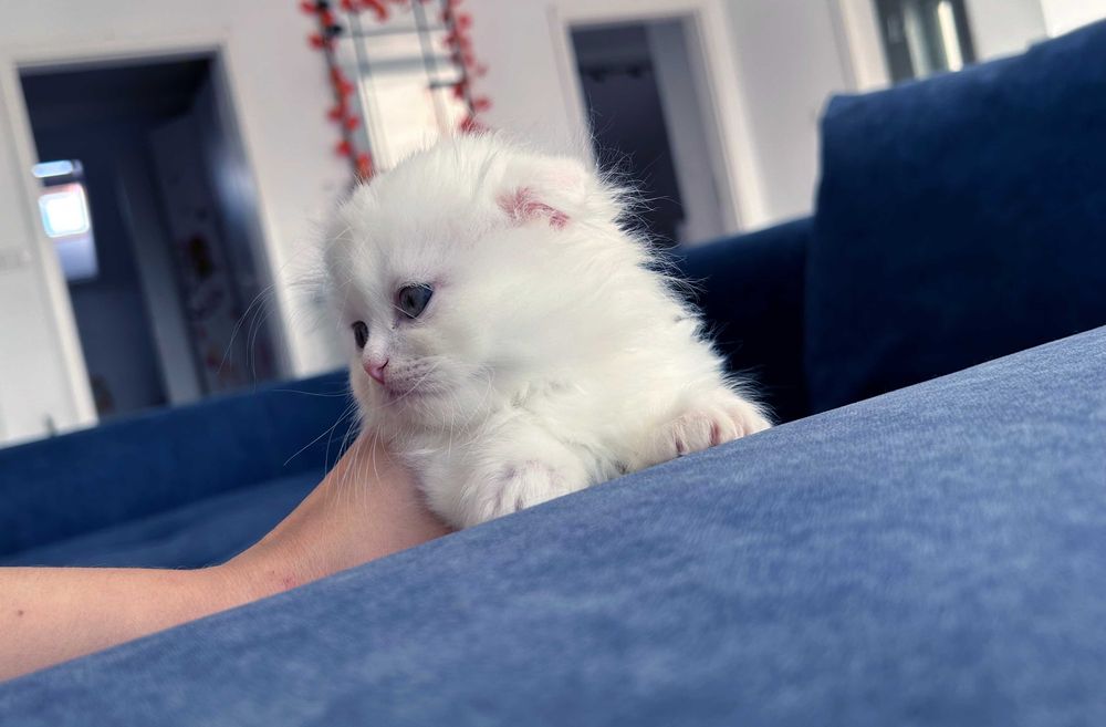 Motănel Scottish Fold Loghair, Pedigree - 2 luni