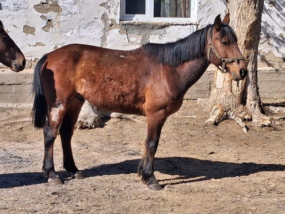 Продам лошадей...