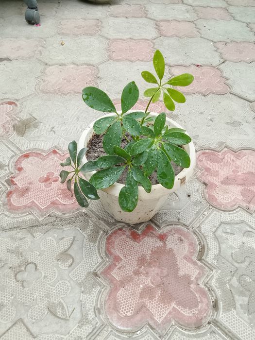 Домашние цветы с доставкой