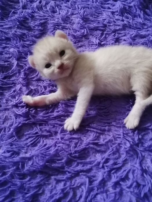 Котята сфинксы-эльфы
