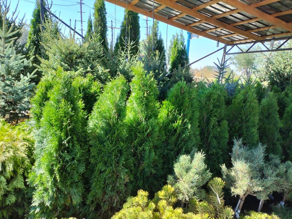 Туя смарагд в Алматы