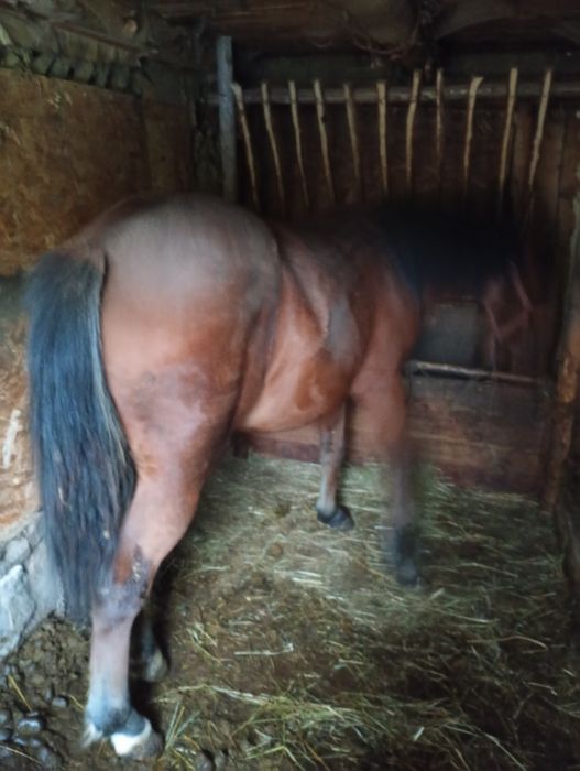 Mânză 1,6ani de vanzare pret  in euro. Hamu pus pe ea doar sa se inve