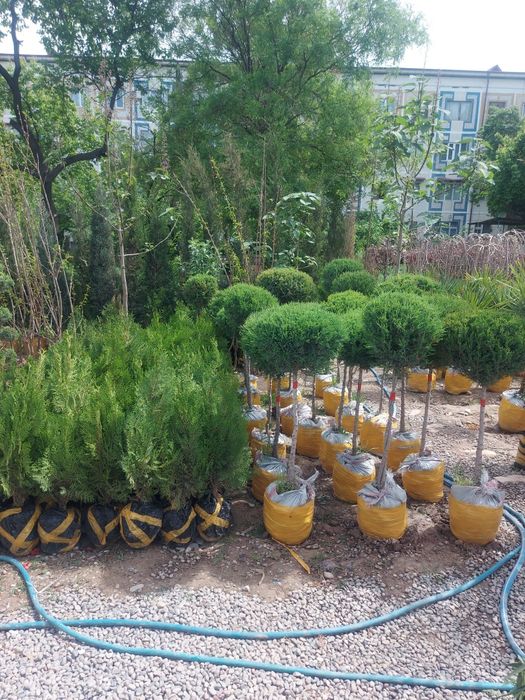 pesarda palma  atirgul shtampa.qiligan