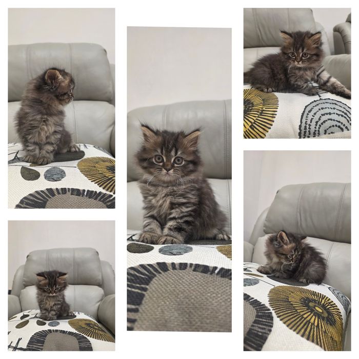 Продаются Котята Британцы