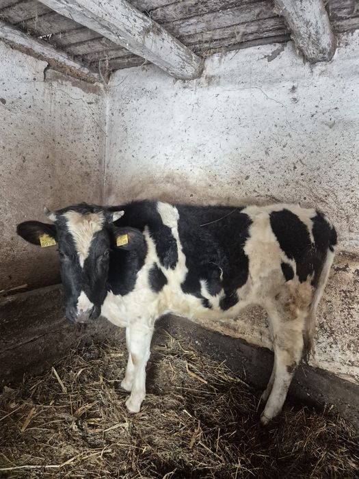 Vând două vitele Holstein