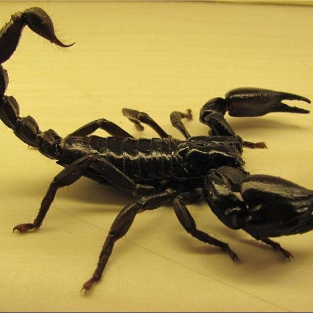 Dezinfeksiya Дезинфекция dizinfeksiya xizmati