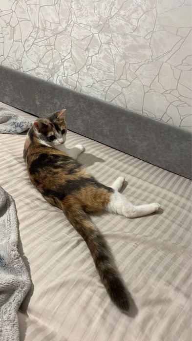 Отдам кошку в добрые руки