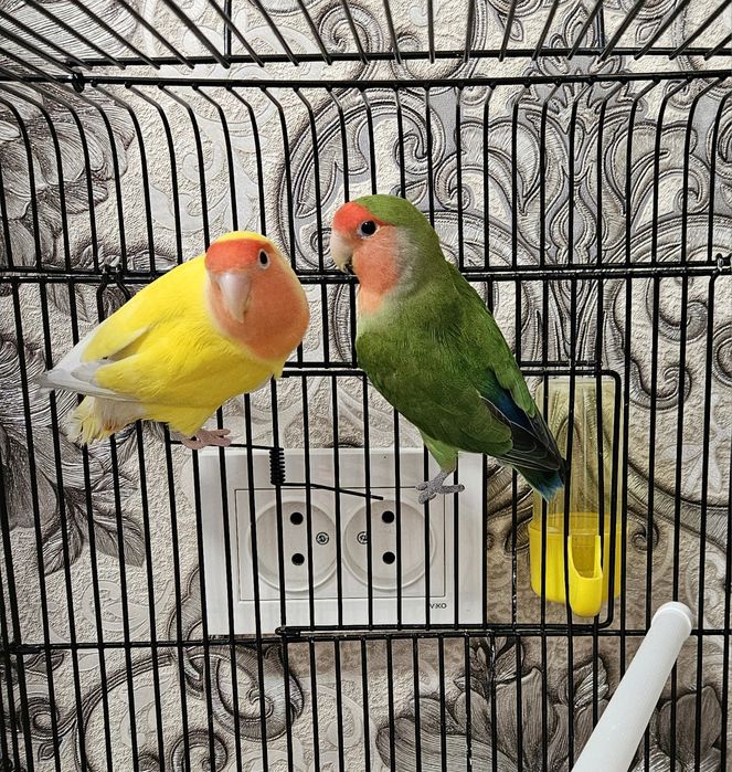 попугаи неразлучники