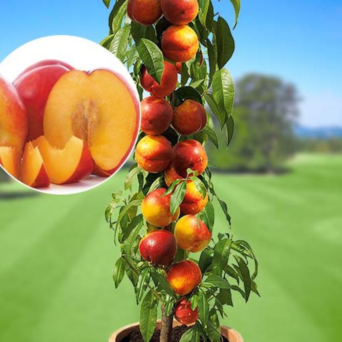 Pomi columnari anul 2/3/4 și 5 direct pe rod