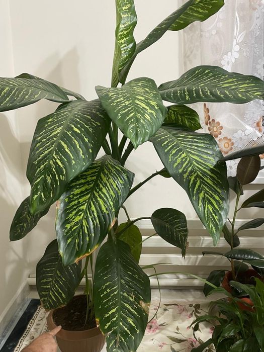 цветы домашние