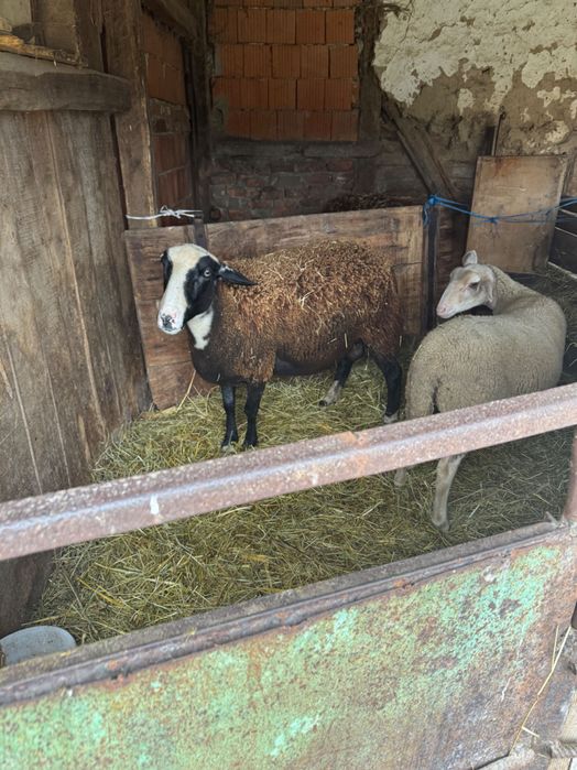 Vând 3 oi,una are 2 miei