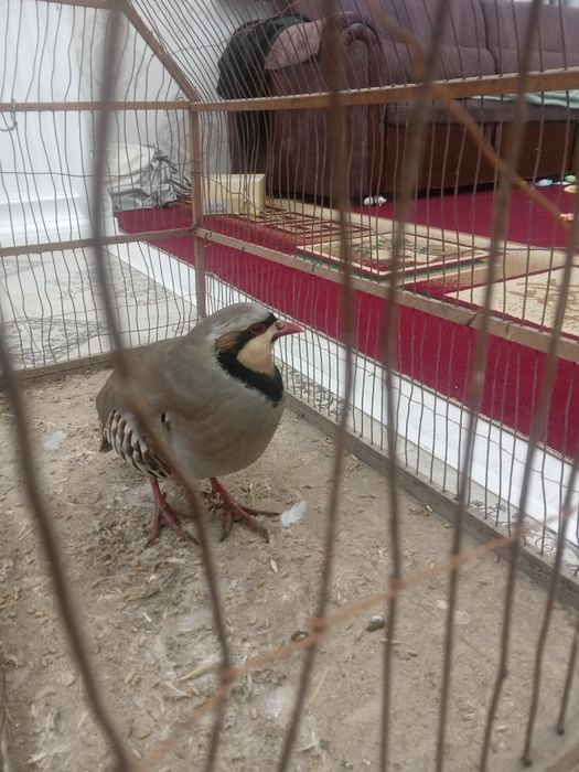 Кеклик срочна продам